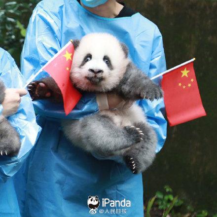 「光明网」9图熊猫宝宝方队