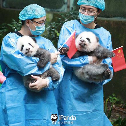 「光明网」9图熊猫宝宝方队