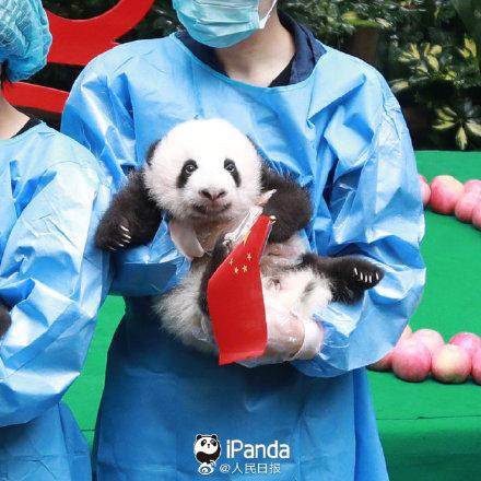 「光明网」9图熊猫宝宝方队