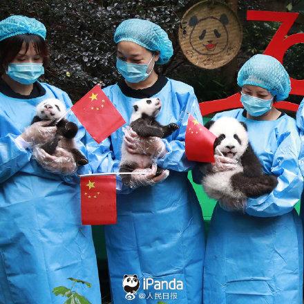 「光明网」9图熊猫宝宝方队