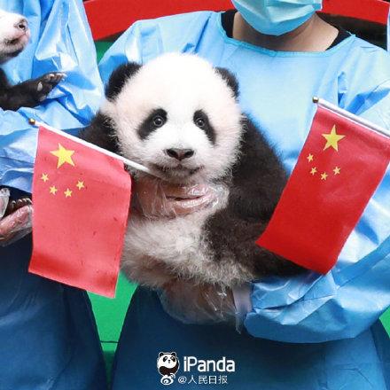 「光明网」9图熊猫宝宝方队