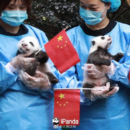 「光明网」9图熊猫宝宝方队