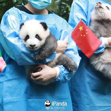 「光明网」9图熊猫宝宝方队