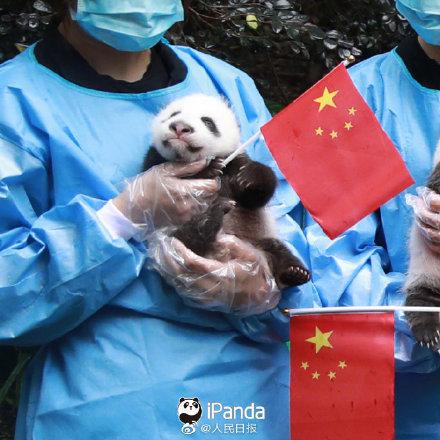 「光明网」9图熊猫宝宝方队