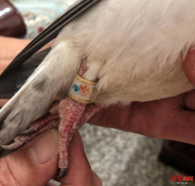 文汇报■转发寻找主人！有人捡到一羽，疑似庆祝大会放飞的和平鸽