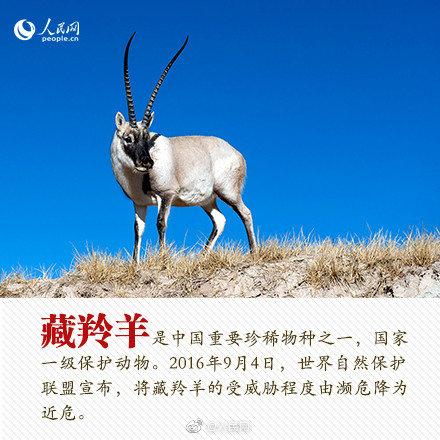 光明网■今天，你愿为人类的朋友转吗？
