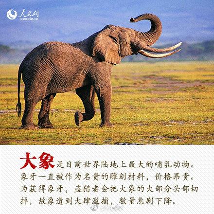 光明网■今天，你愿为人类的朋友转吗？