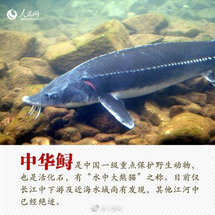 光明网■今天，你愿为人类的朋友转吗？
