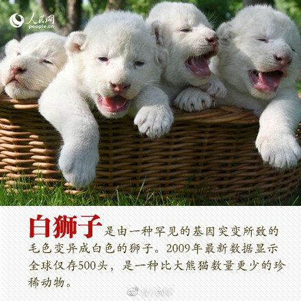 光明网■今天，你愿为人类的朋友转吗？