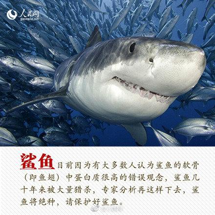光明网■今天，你愿为人类的朋友转吗？