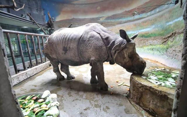 新京报：加餐又陪聊 来看看北京动物园老年动物的“特殊待遇”