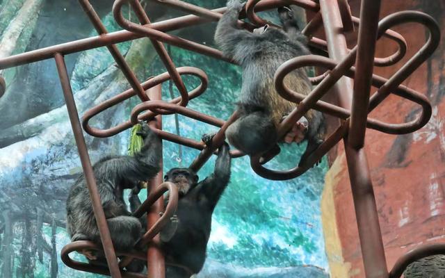 新京报：加餐又陪聊 来看看北京动物园老年动物的“特殊待遇”