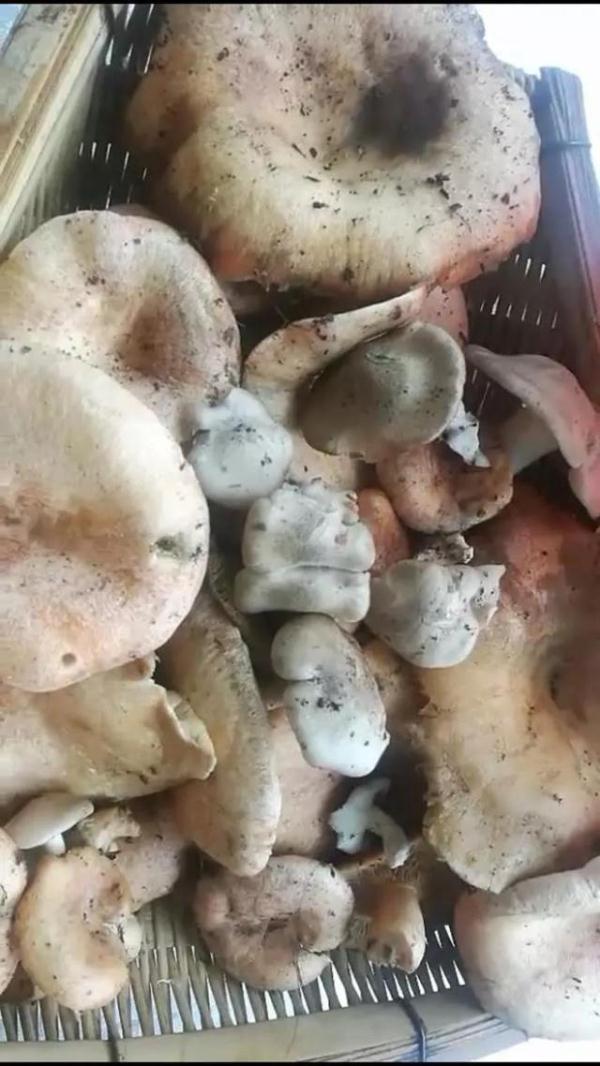 云南一家三口两人吃菌中毒女儿因减肥幸免