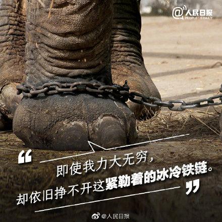 光明网：它们不需要喝彩，它们只需要关爱