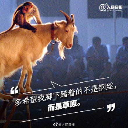 光明网：它们不需要喝彩，它们只需要关爱