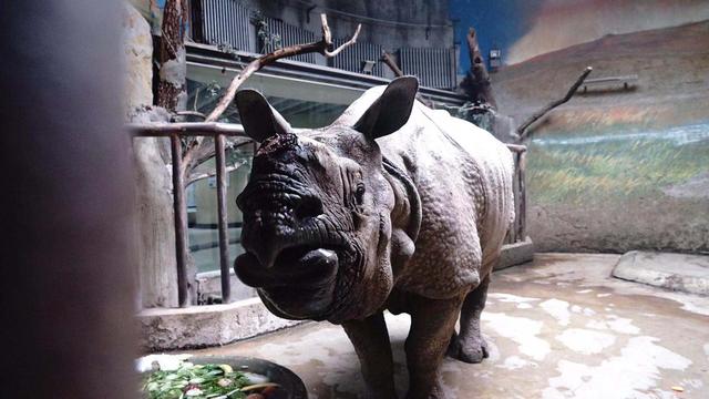 北京日报客户端@来北京动物园，看犀牛“老大爷”和黑猩猩“老夫妻”的晚年生活