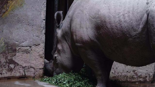 北京日报客户端@来北京动物园，看犀牛“老大爷”和黑猩猩“老夫妻”的晚年生活
