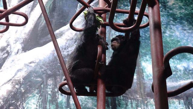 北京日报客户端@来北京动物园，看犀牛“老大爷”和黑猩猩“老夫妻”的晚年生活