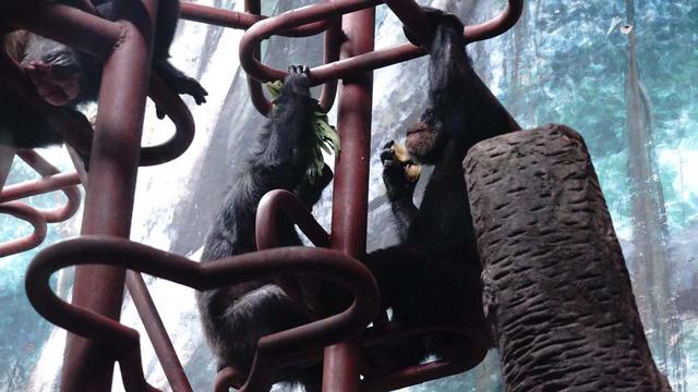 北京日报客户端@来北京动物园，看犀牛“老大爷”和黑猩猩“老夫妻”的晚年生活