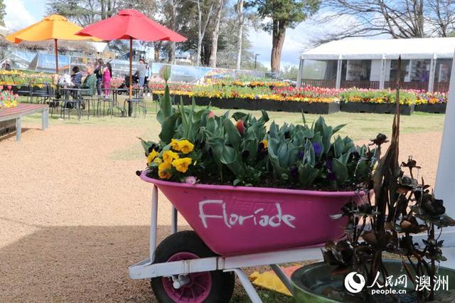 人民网■澳大利亚堪培拉举行南半球最大花卉节