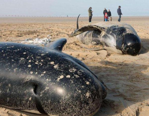 「光明网」因搁浅死去的鲨鱼，肚子里传出声响，刨开一看大家都说不出话来