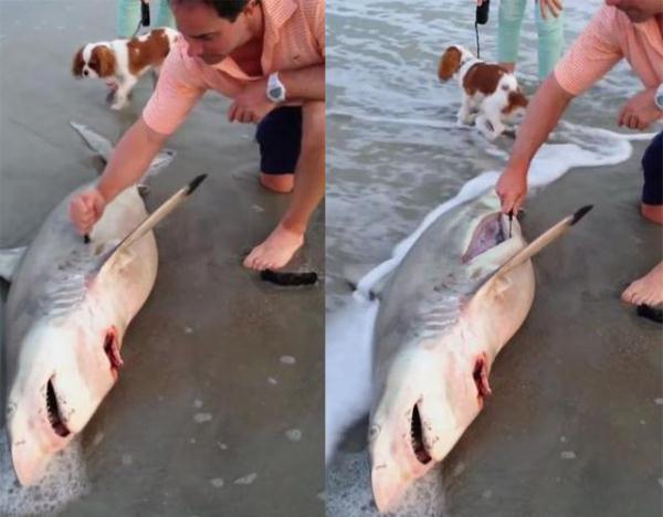 「光明网」因搁浅死去的鲨鱼，肚子里传出声响，刨开一看大家都说不出话来