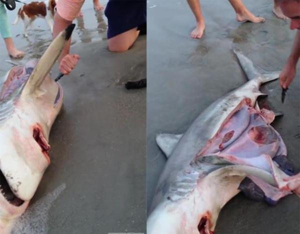 「光明网」因搁浅死去的鲨鱼，肚子里传出声响，刨开一看大家都说不出话来