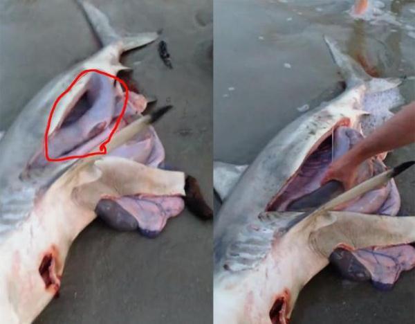 「光明网」因搁浅死去的鲨鱼，肚子里传出声响，刨开一看大家都说不出话来