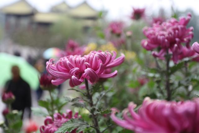 「北京日报客户端」迎接重阳节，北京市属公园推十项游园赏菊活动