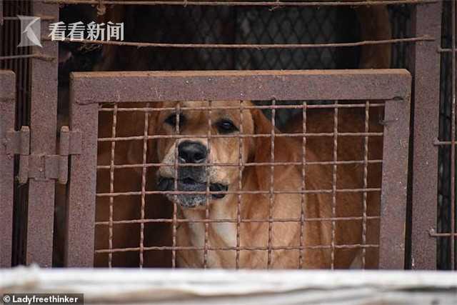 看看新闻@韩郊外现一狗肉合法加工厂 1000只小狗等待被宰