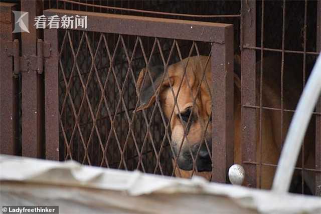 看看新闻@韩郊外现一狗肉合法加工厂 1000只小狗等待被宰