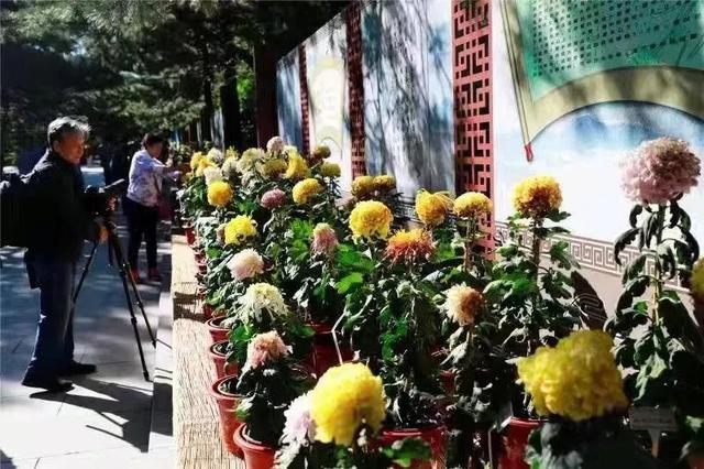 北京日报客户端@赏菊+游园……重阳节北京市属公园一大波活动等您来参与