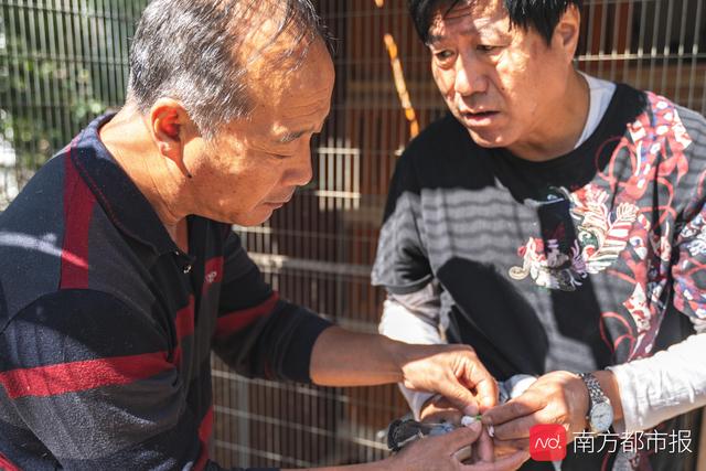 南方都市报■国庆阅兵7万只借来的鸽子都回家了吗？我们找主人聊了聊