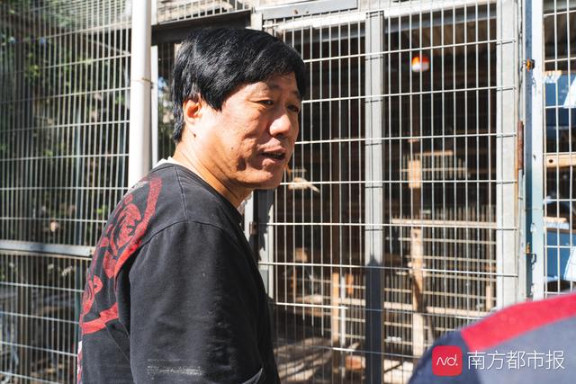 南方都市报■国庆阅兵7万只借来的鸽子都回家了吗？我们找主人聊了聊
