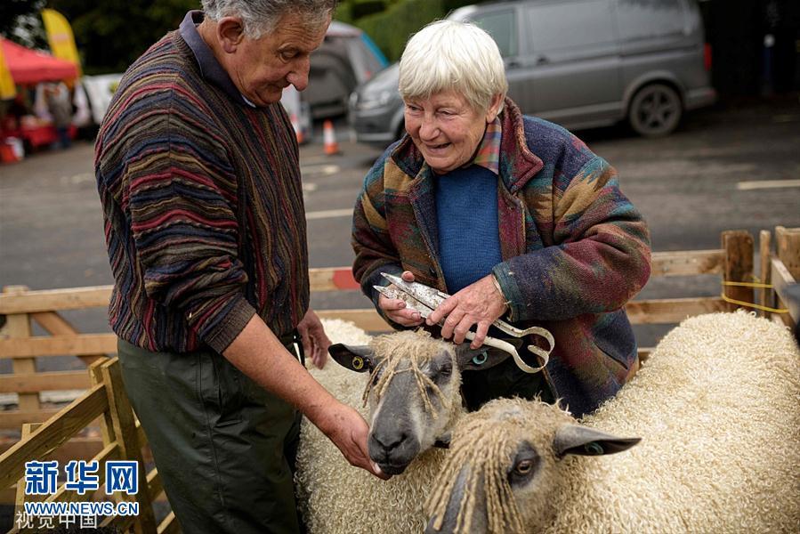 英国年度马沙姆羊市开幕 绵羊编小辫参加