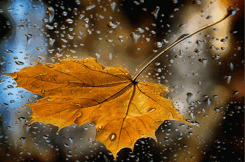 【光明网】一场秋雨一场寒 你感觉到了吗