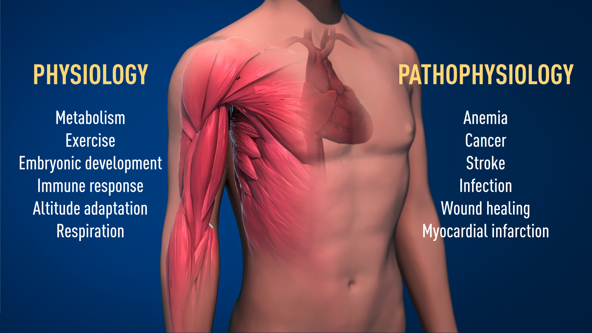 澎湃新闻■涨知识｜斩获诺奖的氧感知机制：贫血、癌症、胎儿都和它有关