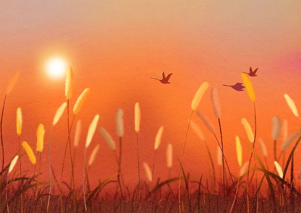 央视一套：夜话丨寒露至，秋意浓