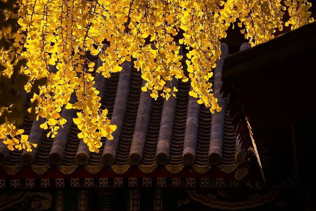 央视一套：夜话丨寒露至，秋意浓