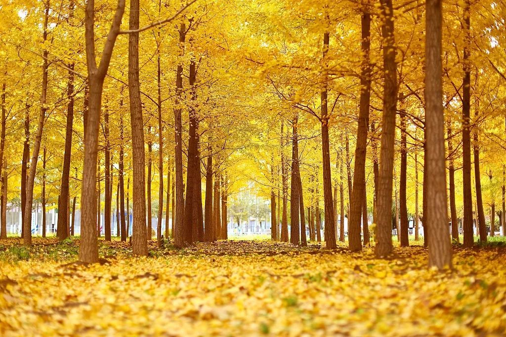 央视一套：夜话丨寒露至，秋意浓