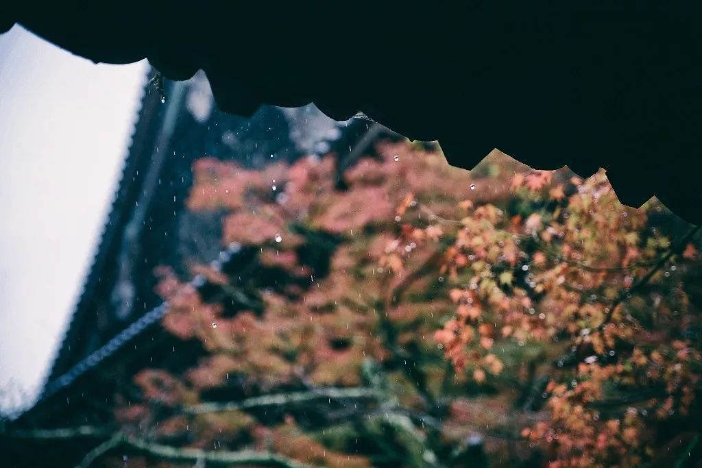 央视一套：夜话丨寒露至，秋意浓