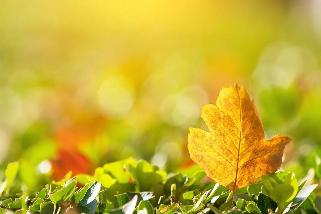 央视一套：夜话丨寒露至，秋意浓