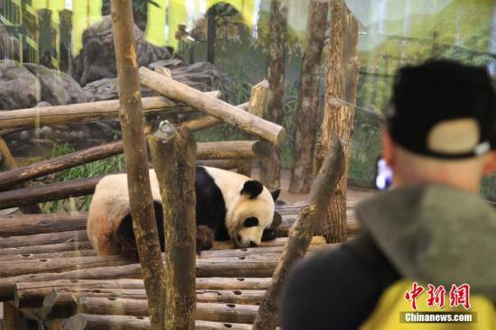 [中国新闻网]中国旅加大熊猫“二顺”未能再次成功怀孕