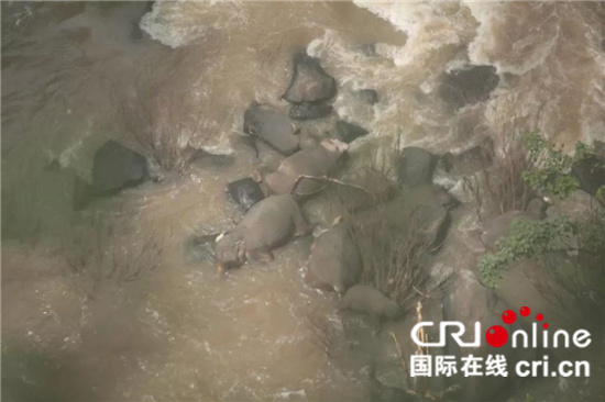 #中央广电总台国际在线#泰国发生11头野生大象坠落悬崖死亡事件