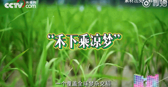 北京晚报@绝对是90后资深帅哥！这是你想不到的袁隆（梗）平（王）爷