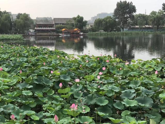 #北京日报客户端#北京最新天气预报：未来三天气温坐滑梯，周日最高气温只有14度