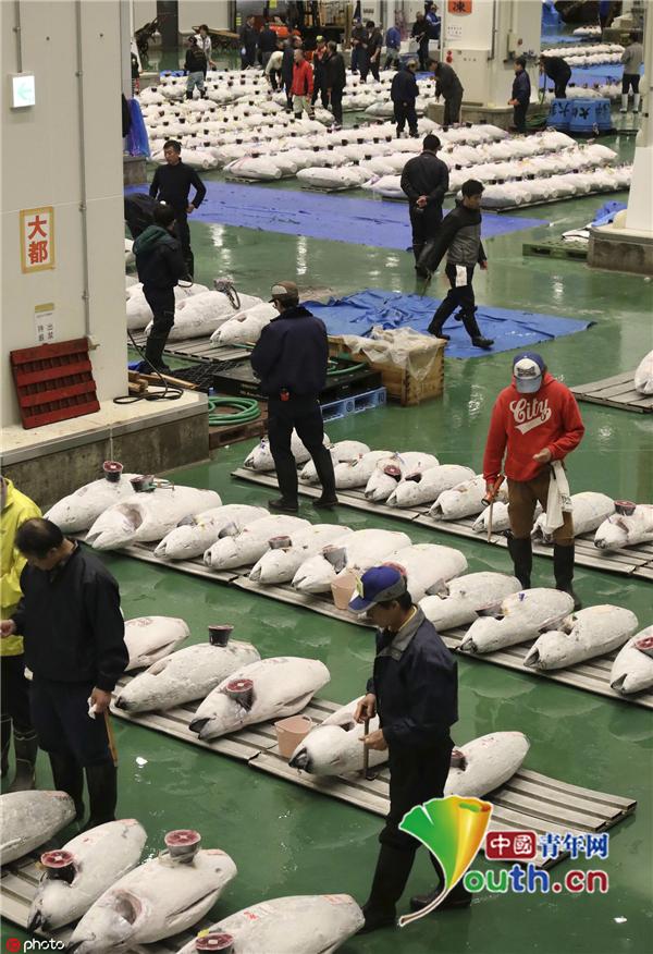 【中国青年网】东京最大鱼市场拍卖金枪鱼 巨大海鱼摆满市场