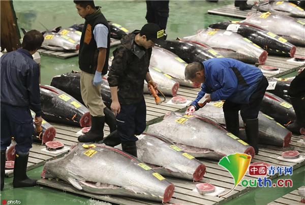 【中国青年网】东京最大鱼市场拍卖金枪鱼 巨大海鱼摆满市场