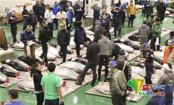 【中国青年网】东京最大鱼市场拍卖金枪鱼 巨大海鱼摆满市场