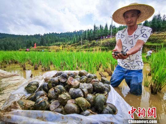 广西柳州山村养殖6000亩螺蛳丰收 上千民众吸螺庆祝